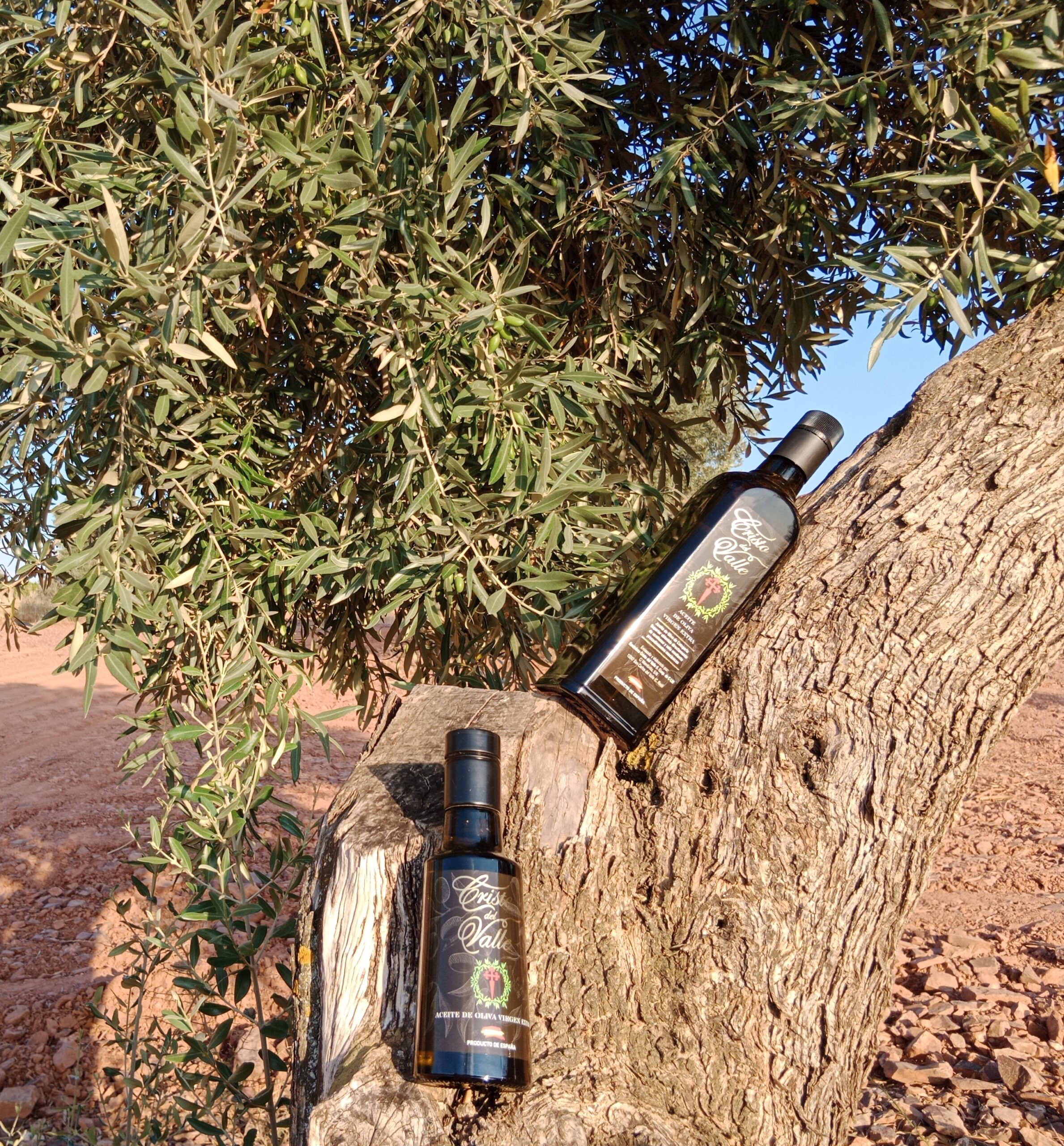 Venta directa de aceite en cooperativa de San Carlos del Valle.